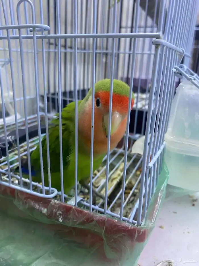 ببغاء روز حجم جامبو 2