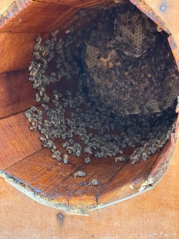 نحل بلدي للبيع 50 خليه نحل للتواصل 0