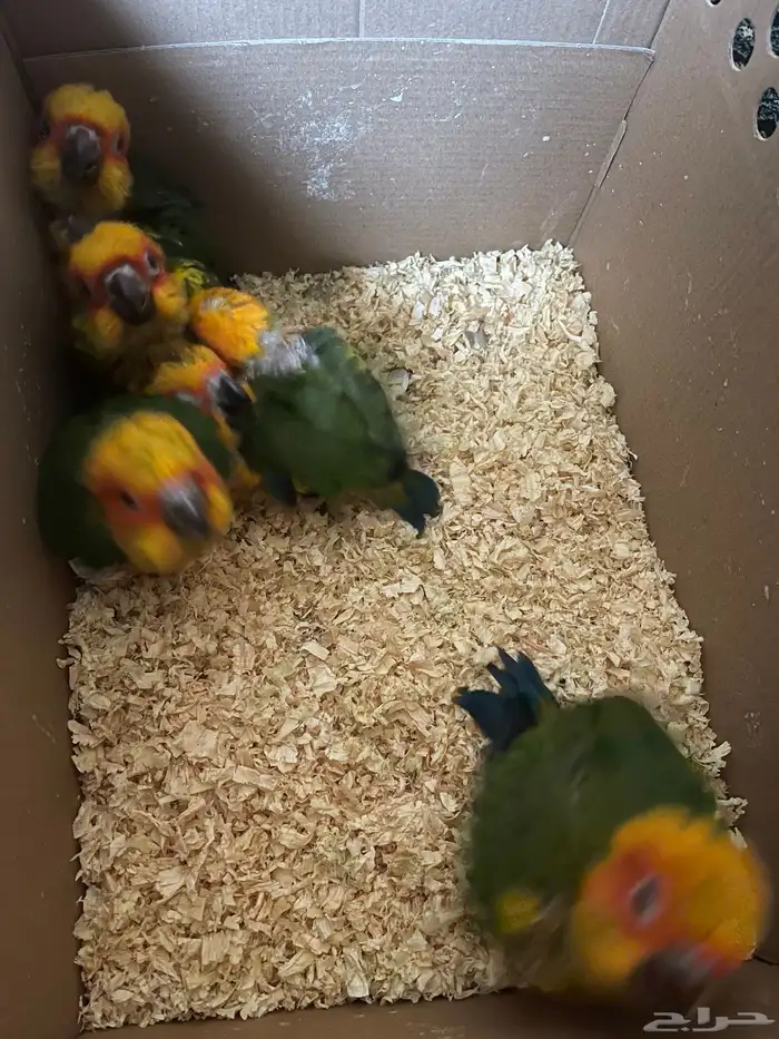 للبيع عدد 6فروخ صن كنيور 0