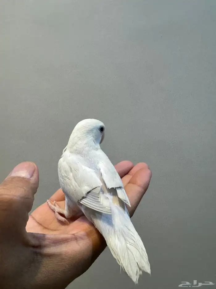 فروخ روز أليفه 13