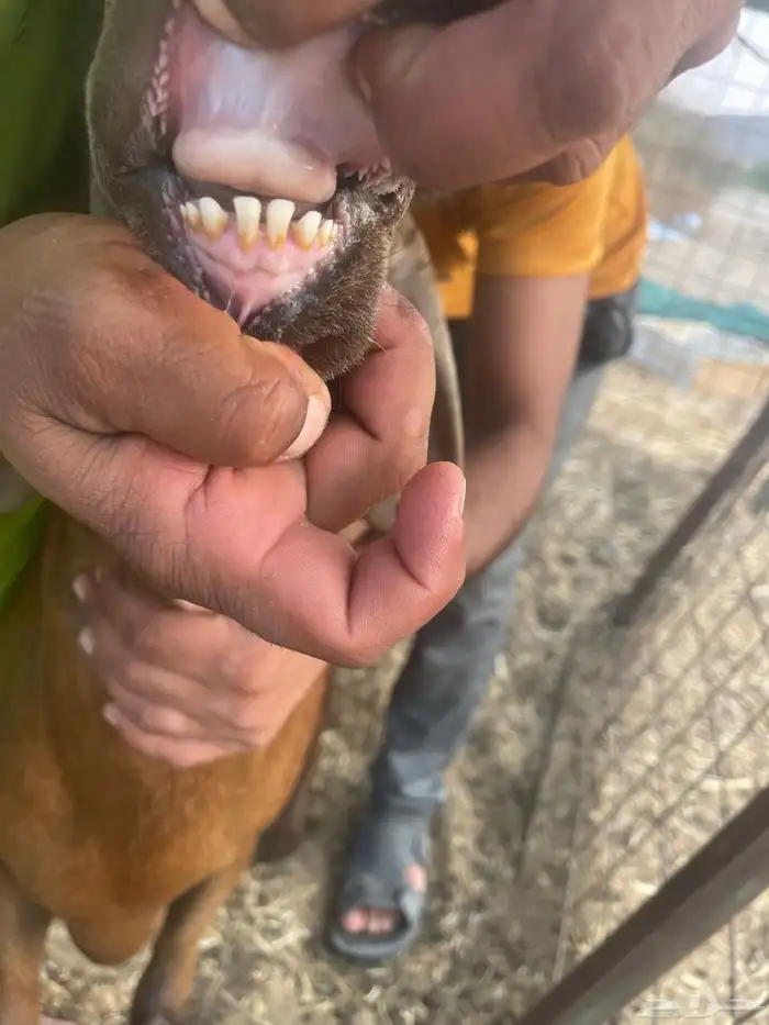 سواكن تربيه 1