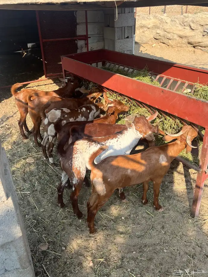 تيوس العدد 14 الحد من. 1100 6