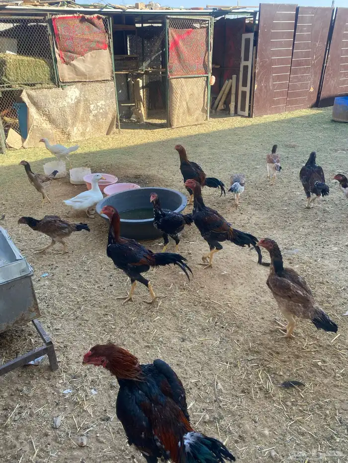 دجاج شامو ياباني للبيع 1