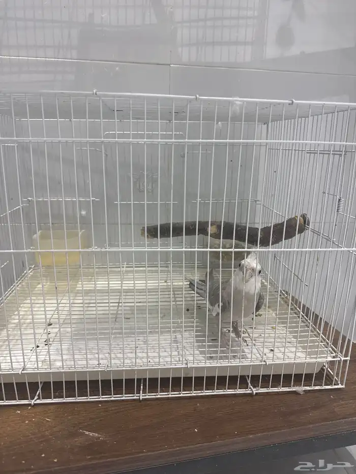 طيور كيروان ( كوكتيل ) 1