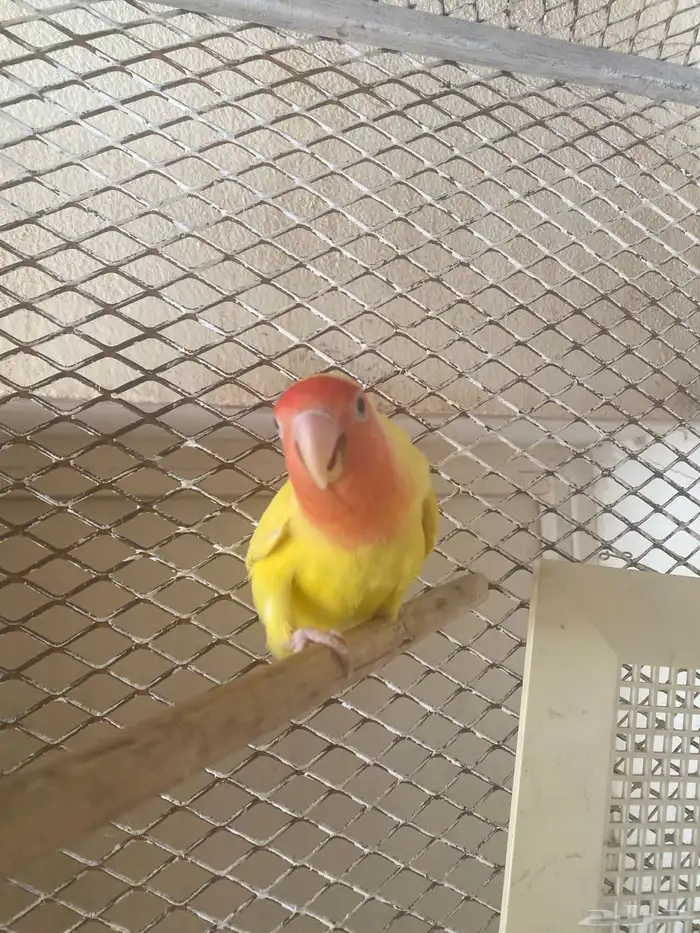 طير روز للبيع انثى 0