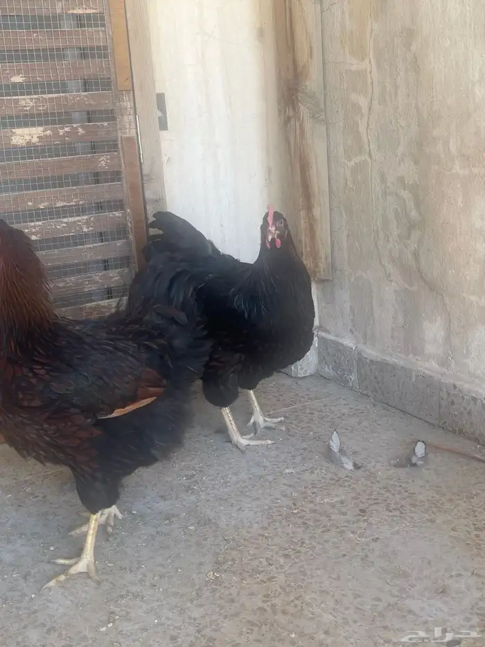 دجاج وايندوايت للبيع 3