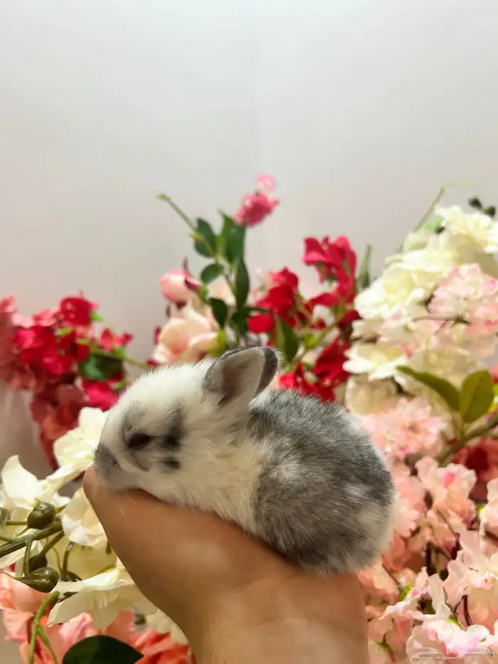 أكيت ارانب نذر لاند الهولندية القزمية 1