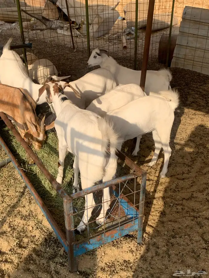 تيوس بلدي نظيف 1