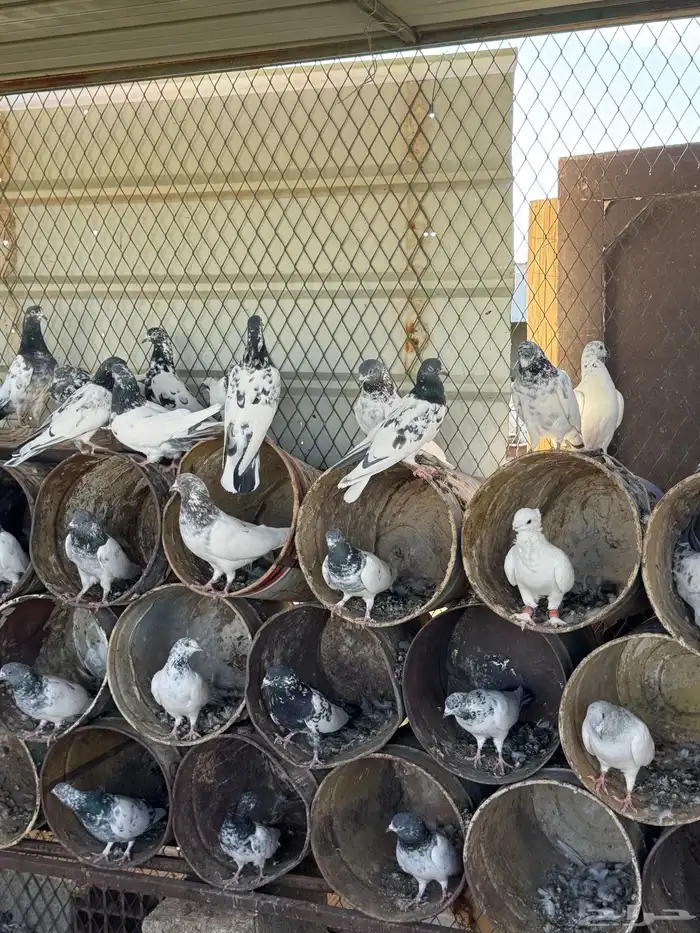 حمام باكستاني 4