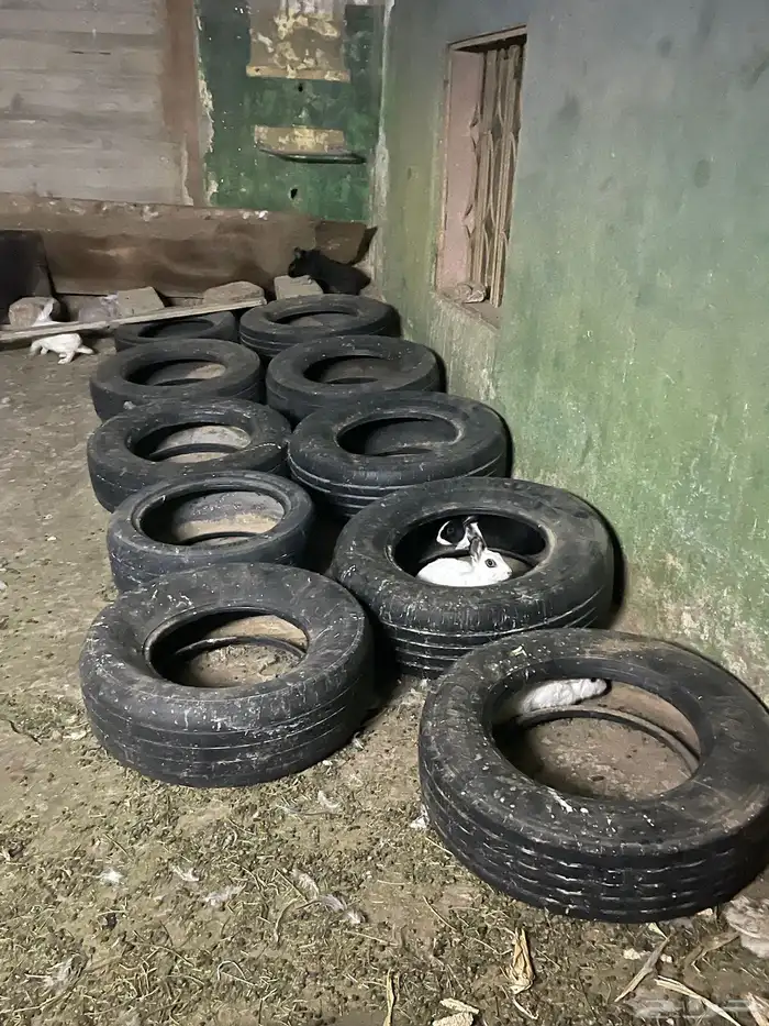 ارانب للبيع 1