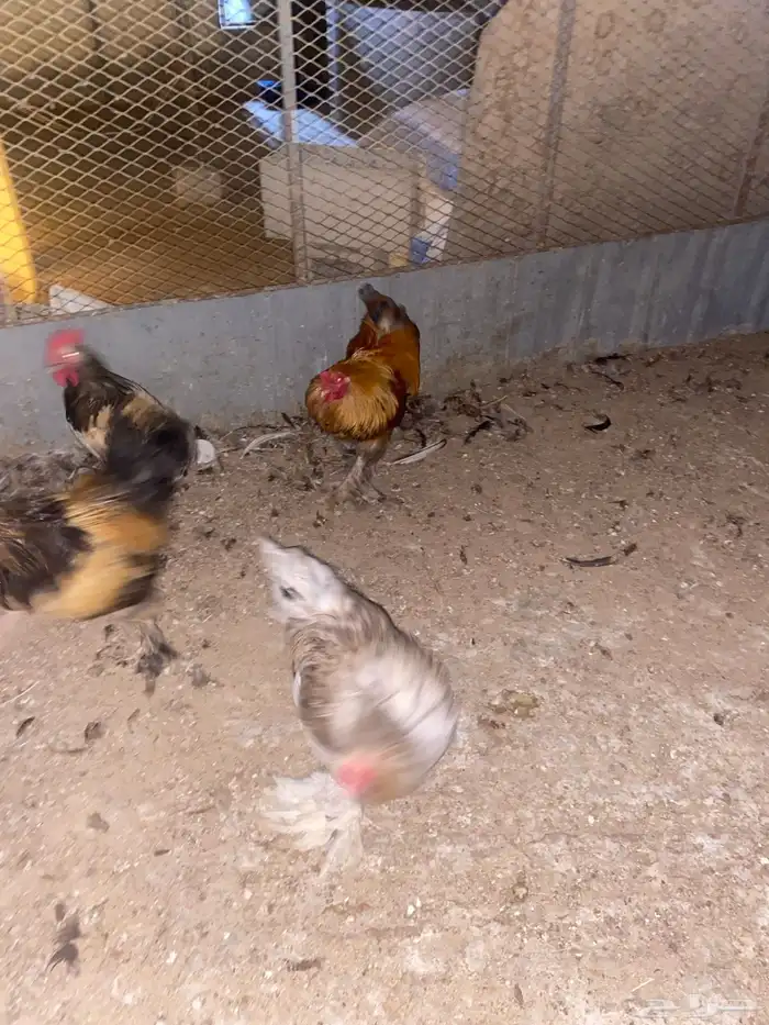 ديوك للبيع 3