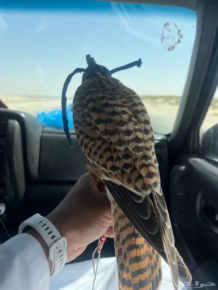 شبوط للبيع 4