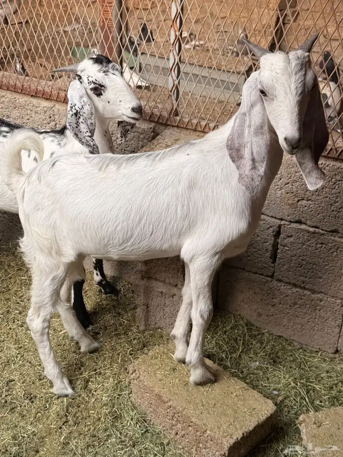 توس مخصاه تربية 3