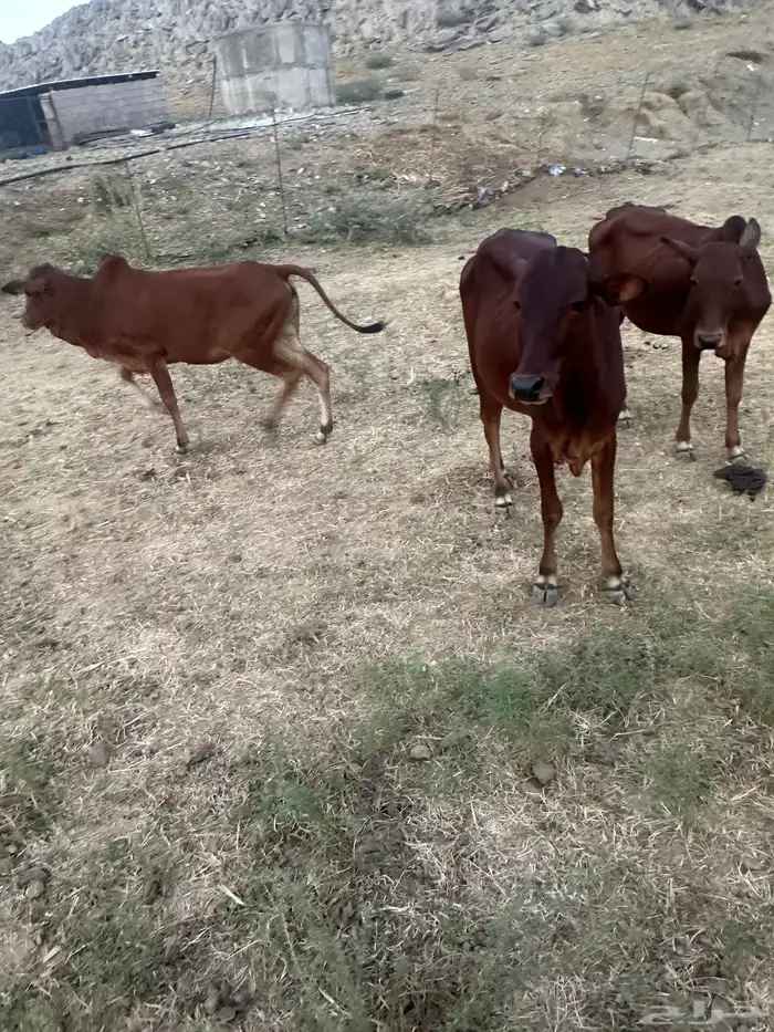 للبيع خبيش 1