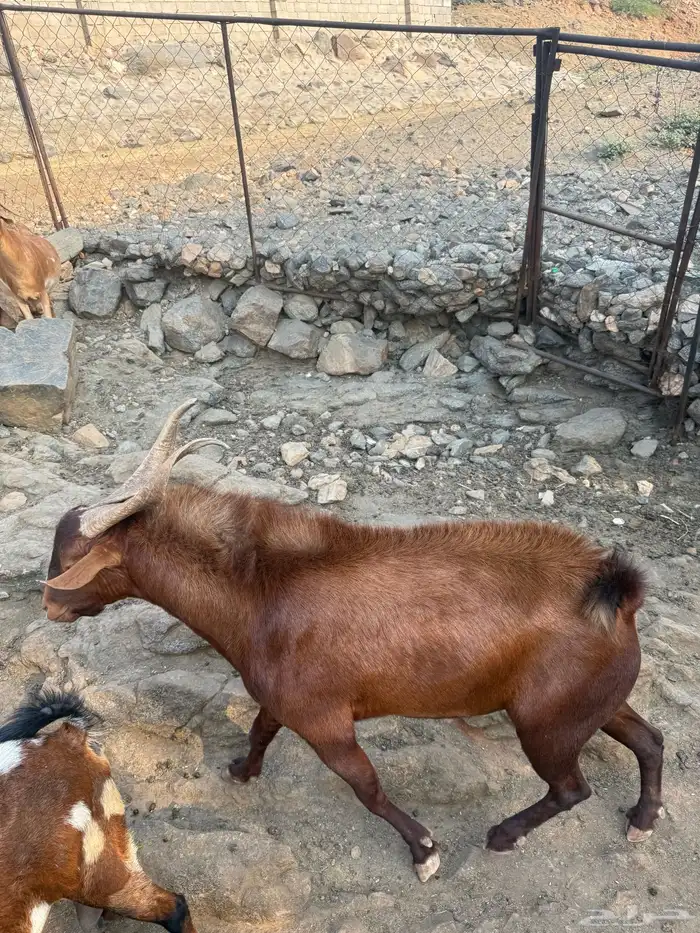 تيس فحل حار احمر مولد في المراح اسن سديس 1