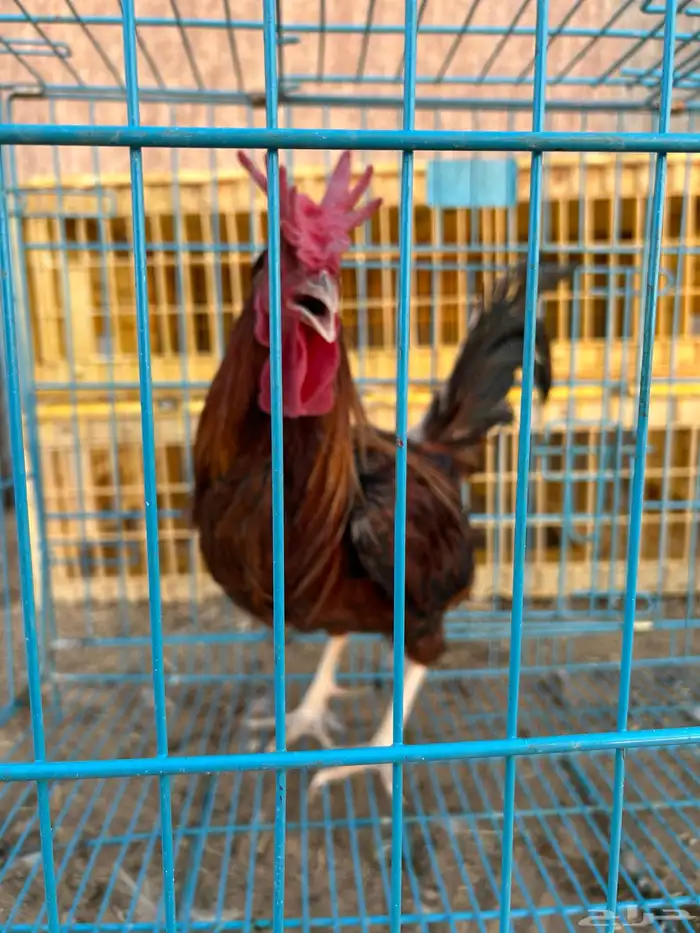 ديوك ترثه فرقى مستوى تب 23