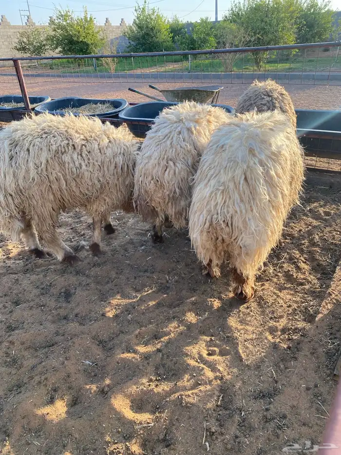 جذعان ناهيات نعيم 1