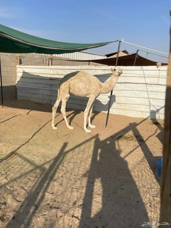 للبيع الحاشي 2