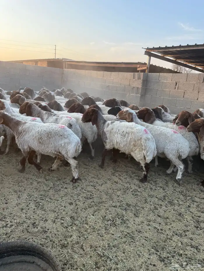 نعيم دفيع 11