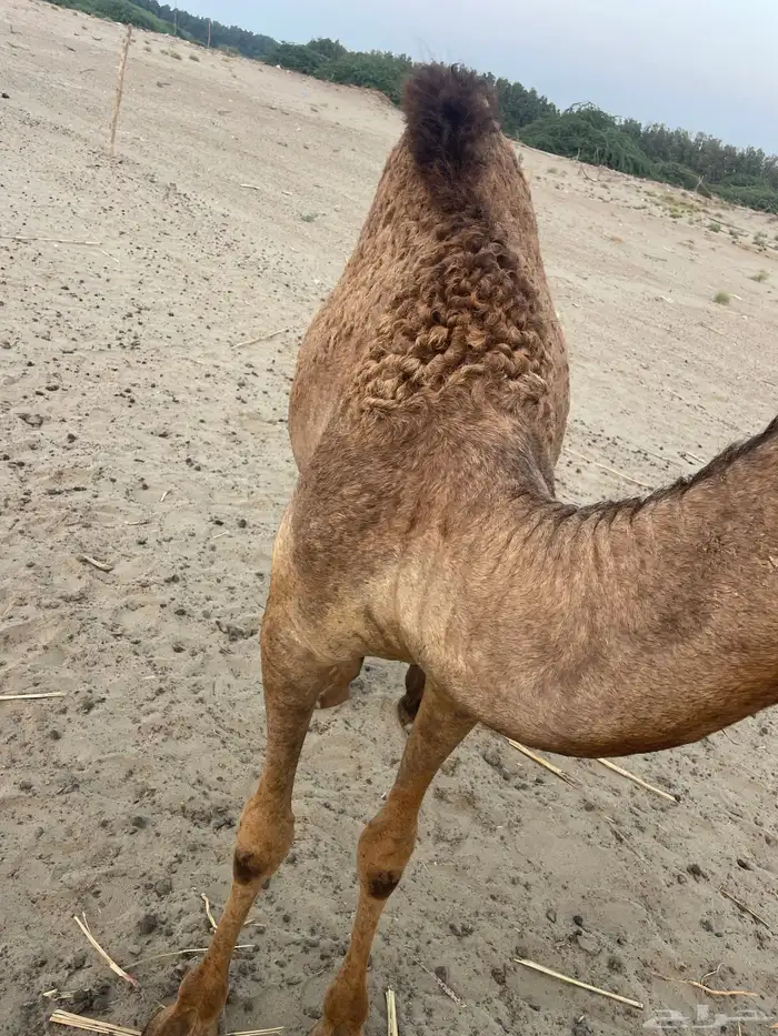 قعود وبكرتين على اللبن للبيع 7