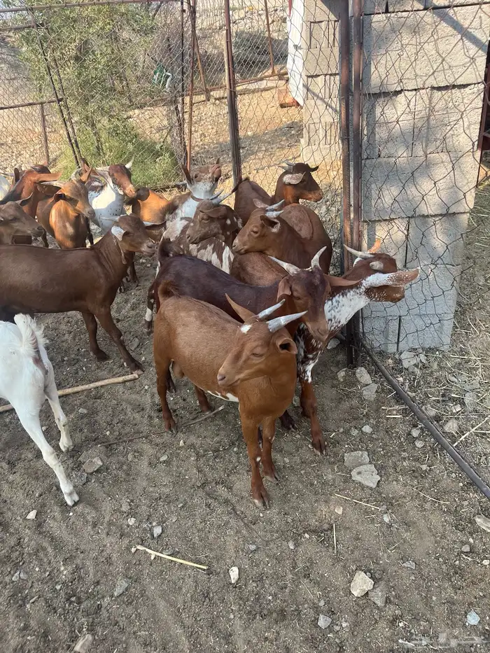 تيوس العدد 14 الحد من. 1100 3