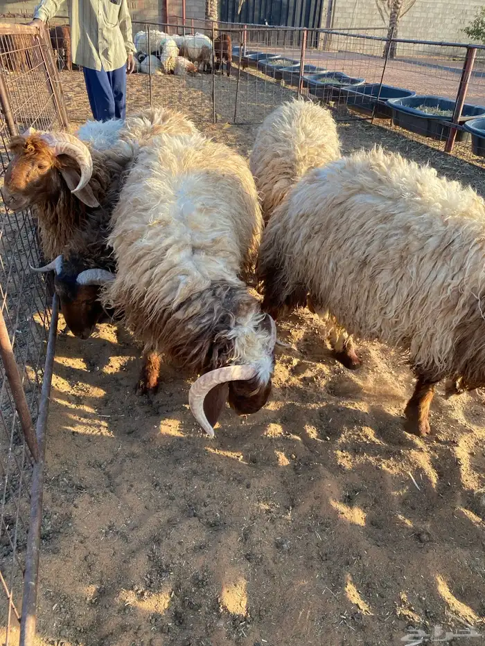 جذعان ناهيات نعيم 0