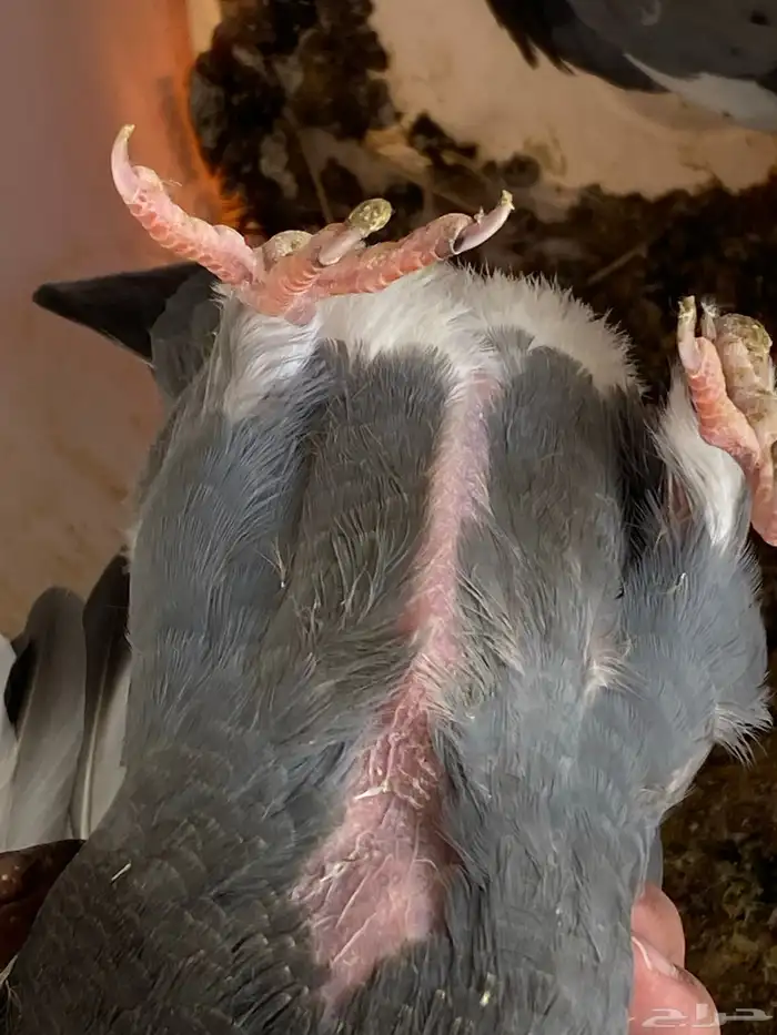 حمام زغاليل ب السعر المناسب 4