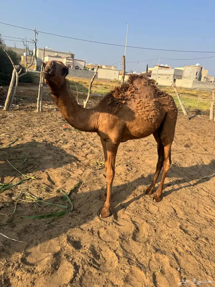 قعود ساحلي 1