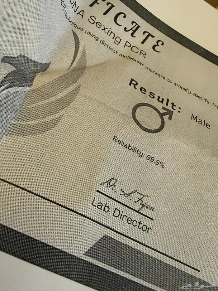 جوز كنيور قرين شيك 7