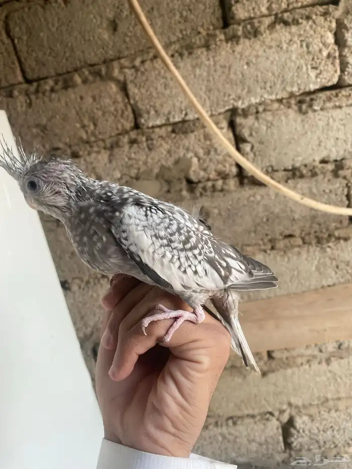 كروان فرخ عمره شهر 1