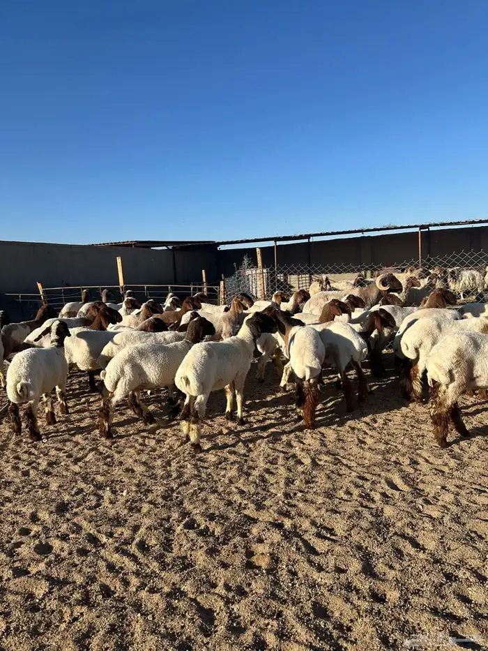 جذعات أنعيم طيبه اللبييع 9