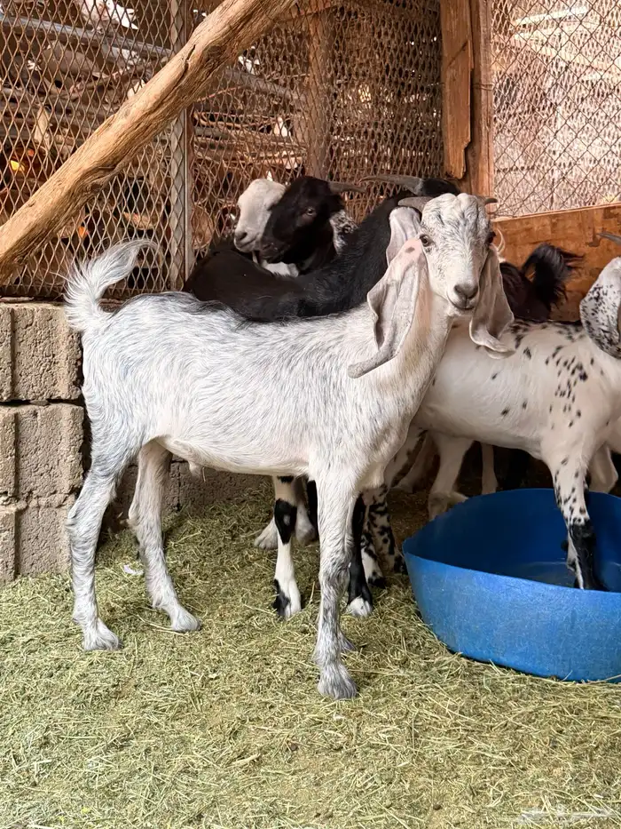 توس مخصاه تربية 7