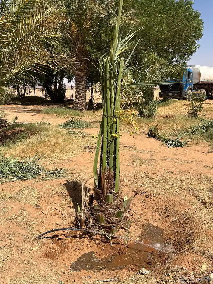 نخل مثمر للبيع نوصل لا جميع أنحاء المملكة 3