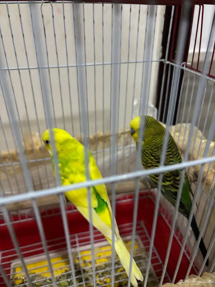 عصافير البيع 1