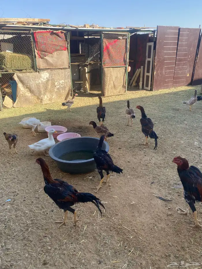 دجاج شامو ياباني للبيع 4