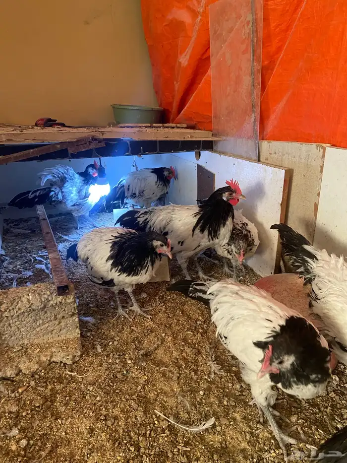 دواجن كلها ديوك زينه لافندر 2