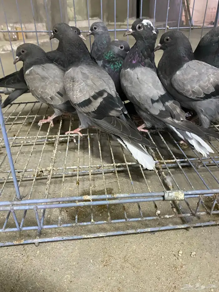 حمام قطيفي طبات ( تم البيع) 0