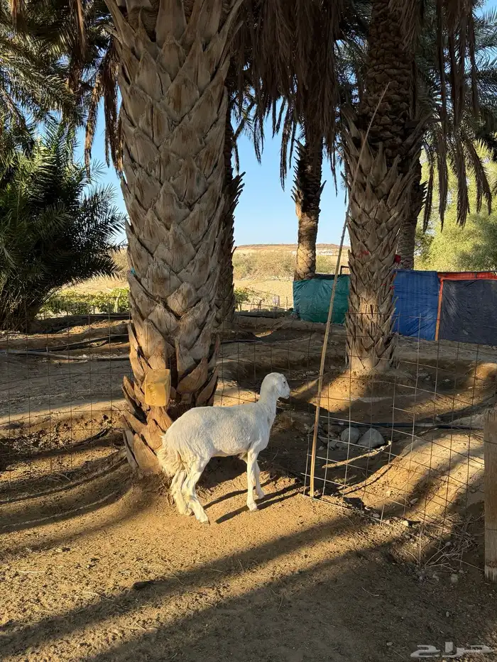 رخل ثنيه نظيفة وشحم 1