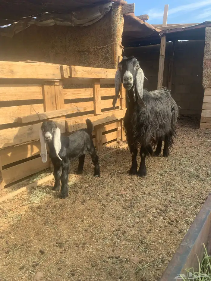 عنز عارضية طيبة سدس معه تيس 1