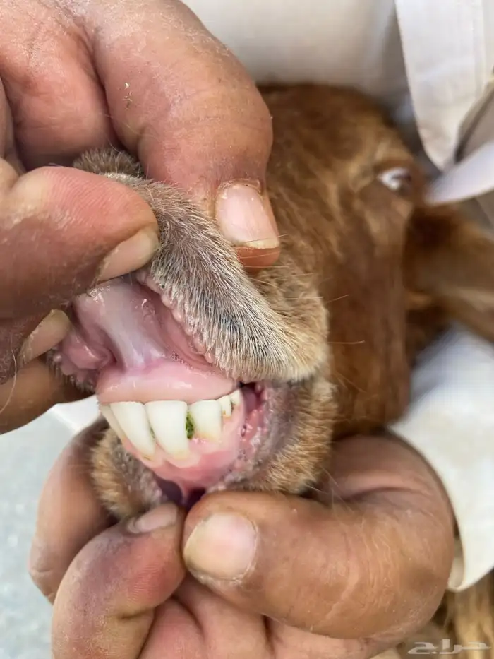 نعيمه دافع 3