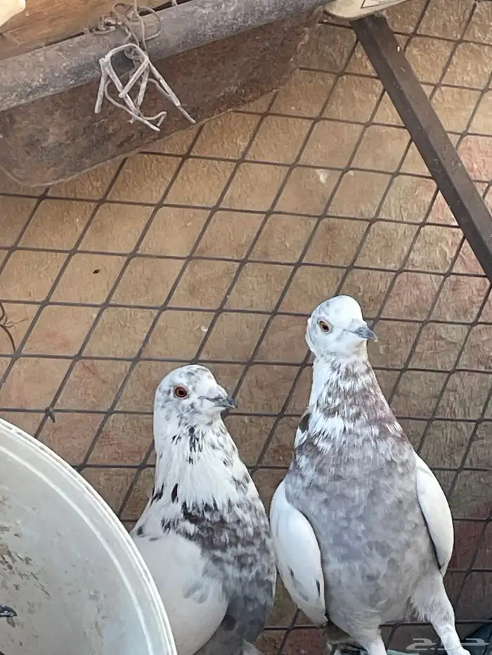 سلام عليكم ورحمة الله وبركاته حمام للبيع 4