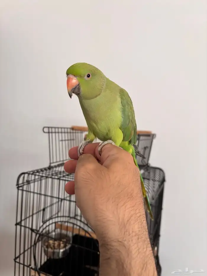 زوج ببغاء درة 0