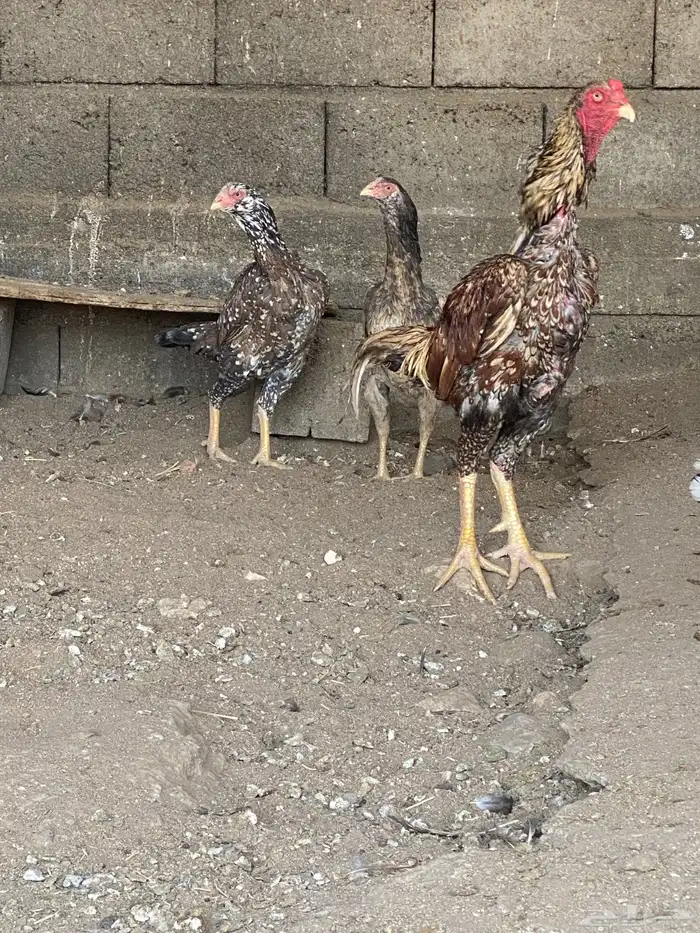 دجاج باكستاني نسل ابو ريتاج 7