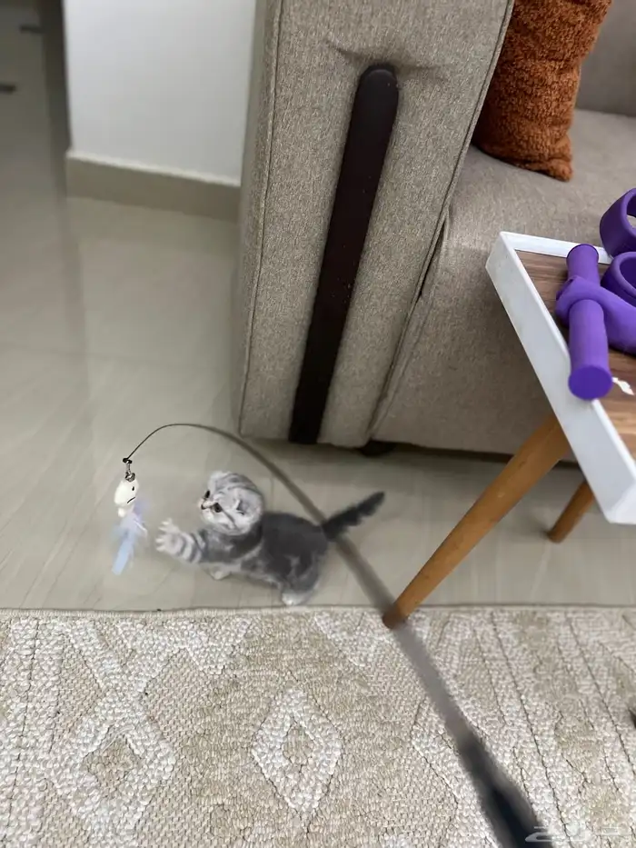 سكوتش دبل دبل فولد بيور ماشالله مميزه مطعمه 4