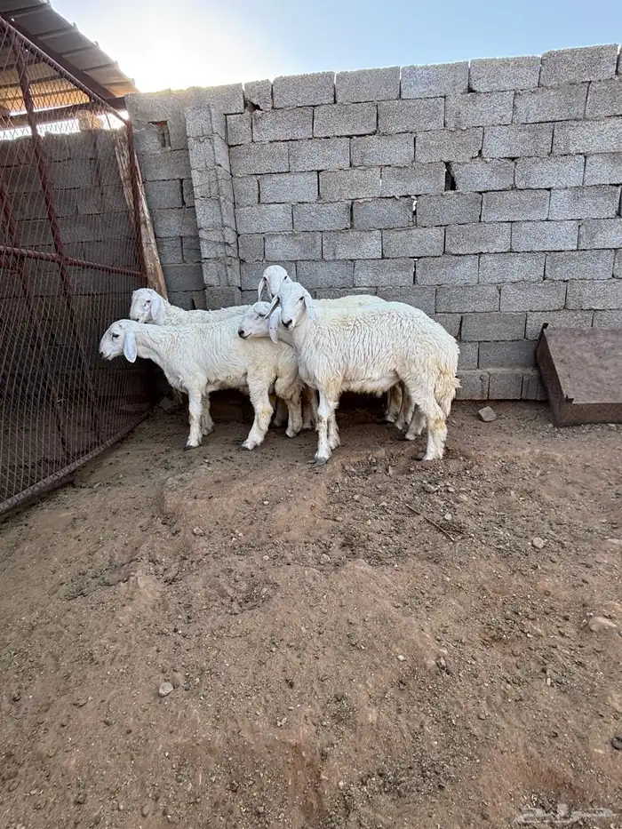 خرفان ذبائح للبيع 1