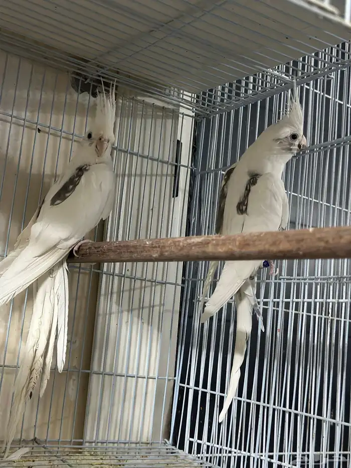 كروان هافي بايد 1