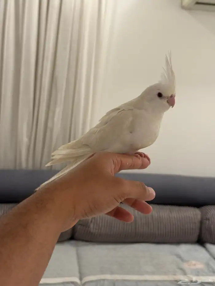 فروخ كروان بداية فطام اليفين جدا 29