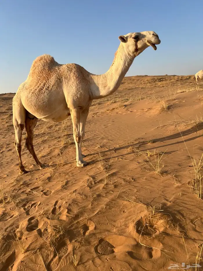 لقحه رباع صاهوديه للبيع 2