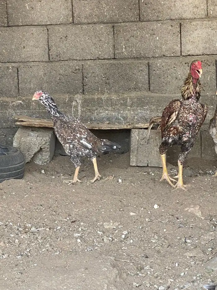 دجاج باكستاني نسل ابو ريتاج 3