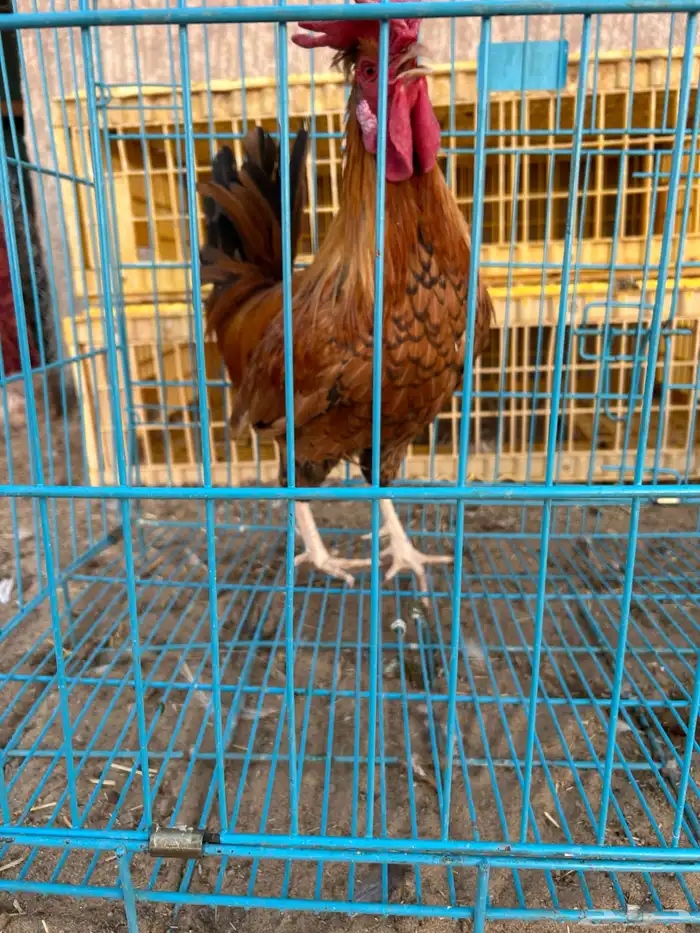 ديوك ترثه فرقى مستوى تب 18